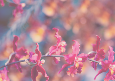 骚扰短信呼叫软件